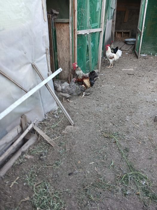 Продам петухов порода Брама