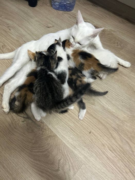 Mushuklar bepul beramıs