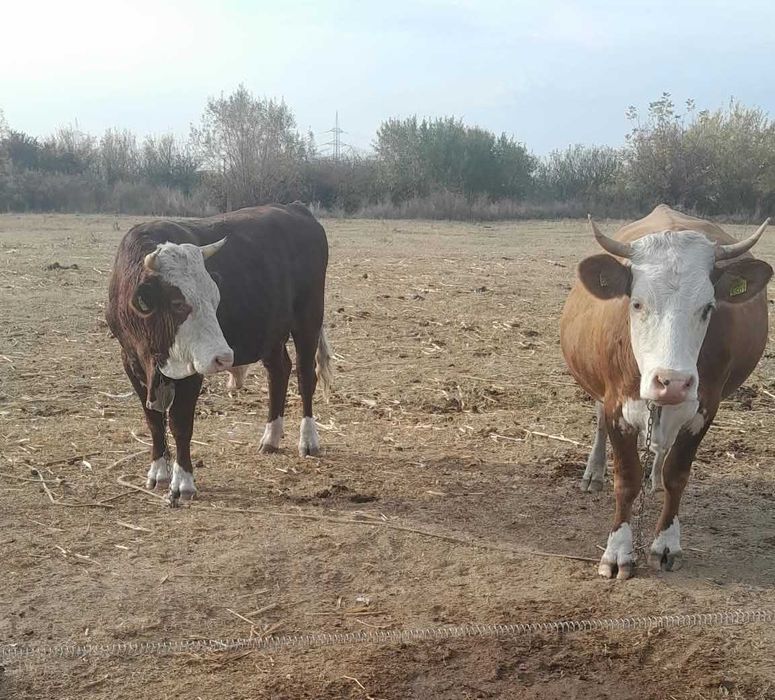 Vand juninca gestanta in luna a 9-a Simmental si taur Simmental