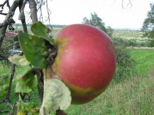 Pomi Fructiferi Străvechi Glia Strămoșească (Soiuri De Mar ).