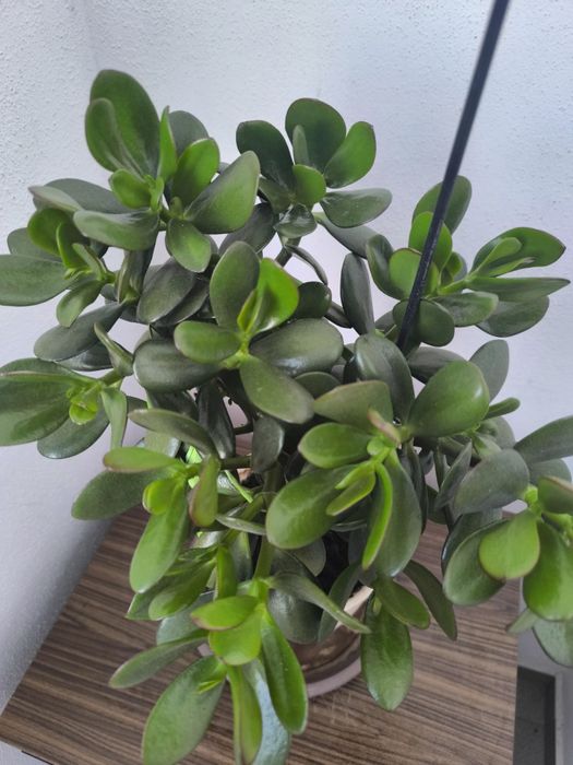 Спатифилум, папрат, коледна звезда и дървото на живота