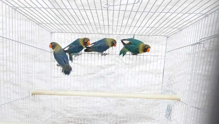 Неразлучка Фишер.  Nerazluchka Fisher