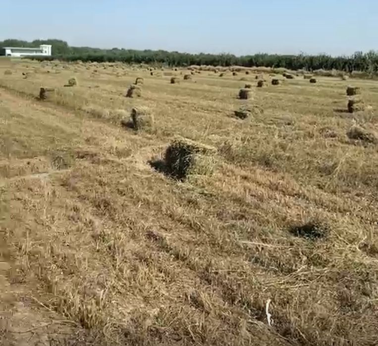 Продаём разнотравье с люцерну в тюках