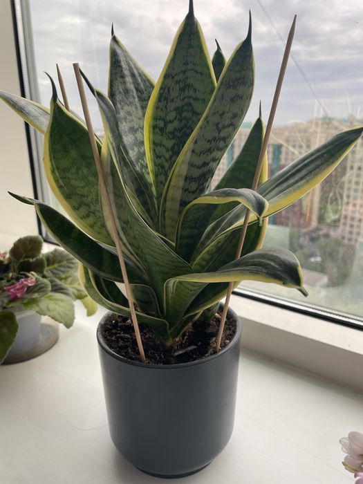 Сансевиерия -неприхотливые домашние цветы