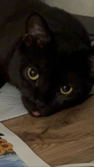 Котенок в добрые руки