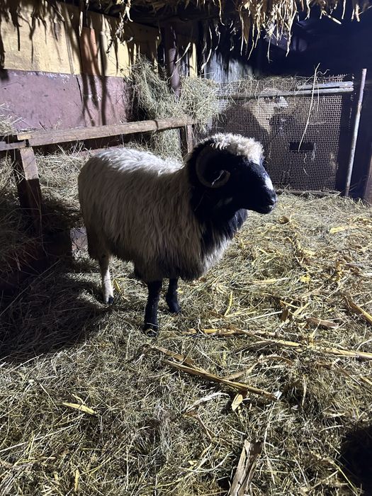 Mior disponibil breaz