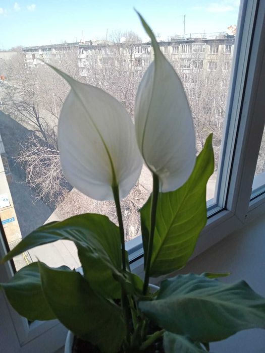 Продается цветок спатифиллум