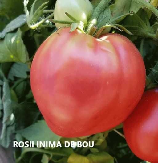 Vindem rasaduri de rosii, castraveti, ardei, vinete