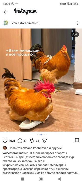 Цыпленок Чика,ручной,новый тренд