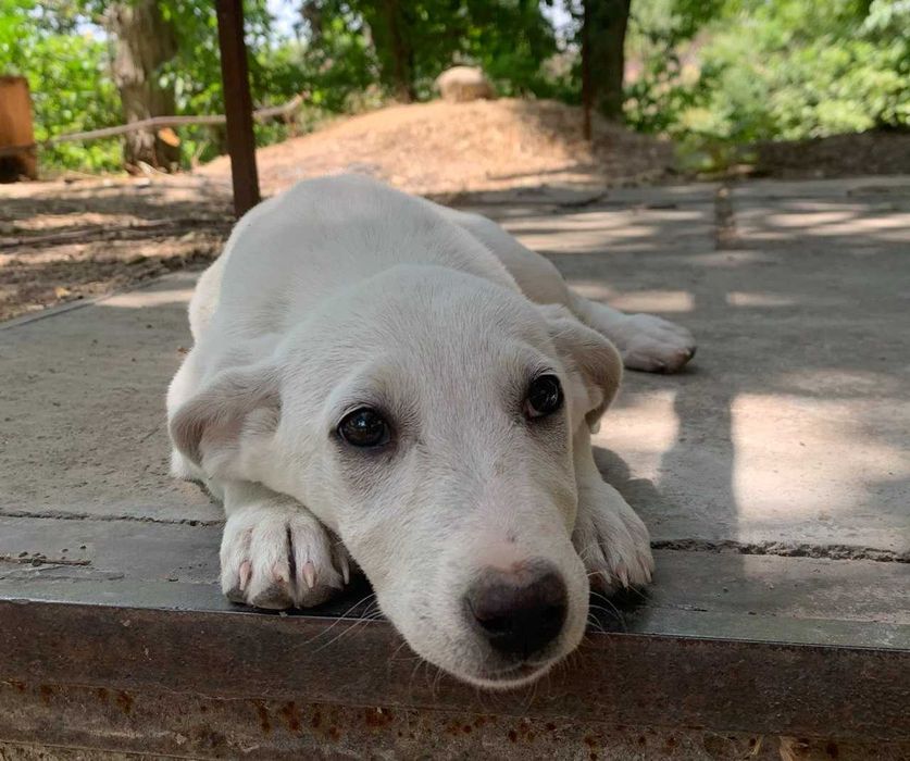 Отдам щенка хорошим людям