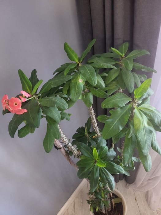 Молочай миля дерево