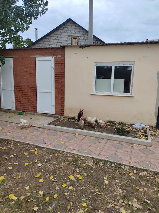 Продаются куры несушки и петух