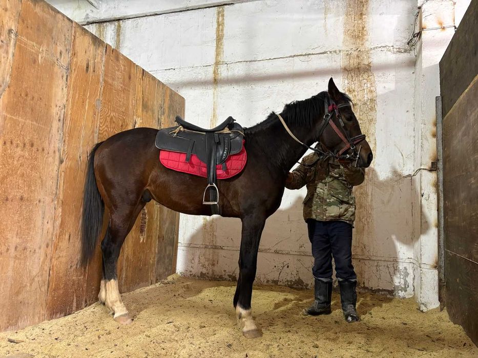 Продается лошадь Англо Араб