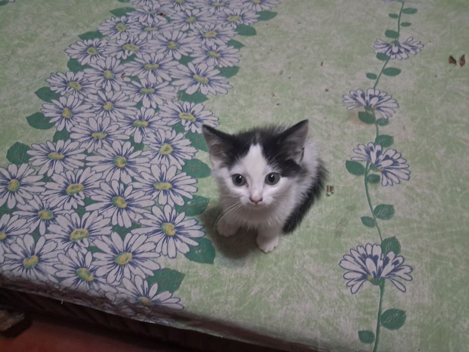Отдам котёнка девочку в добрые руки