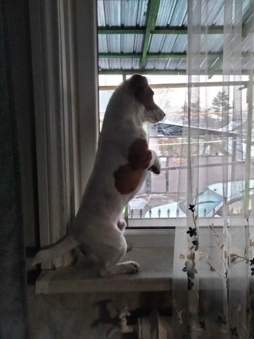 Вязка. Джек Рассел терьер.