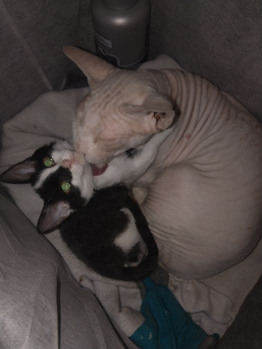 Срочно отдам котёнка