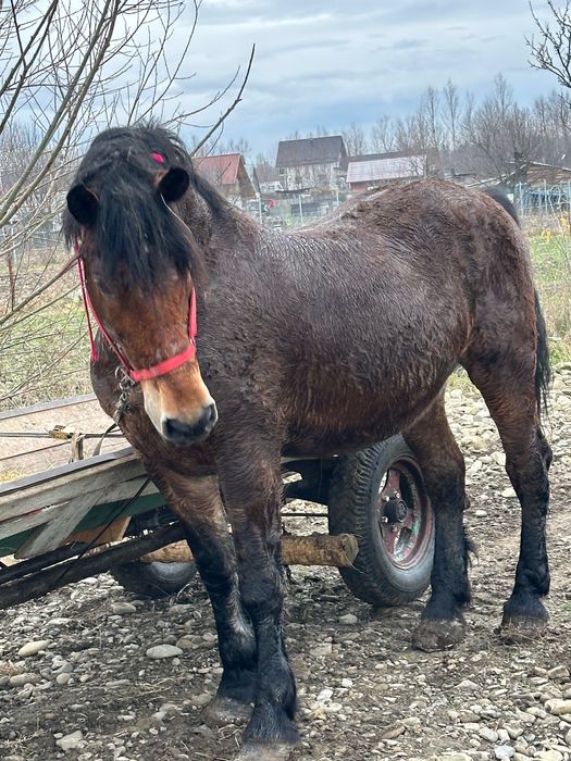 vând sau schimb  cal castrat de 8 ani garantat la tras si la mers