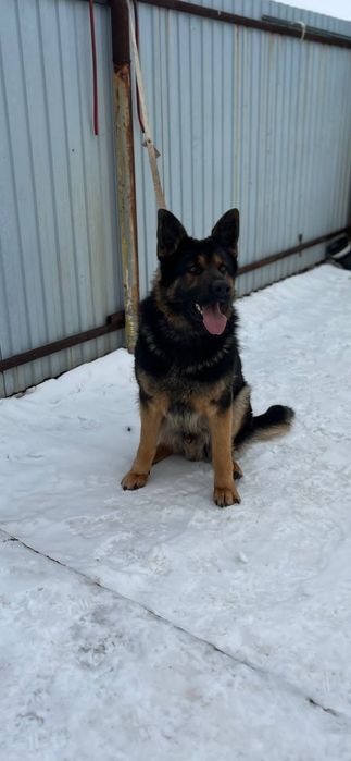 Кобель Немецкой овчарки для вязки