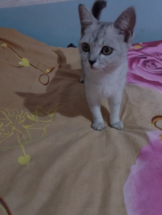 Mushukcha sotiladi mehribon gʻamxoʻr insonga