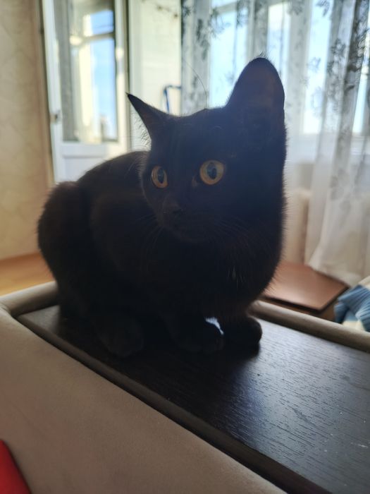Кто может придержать кошек у себя