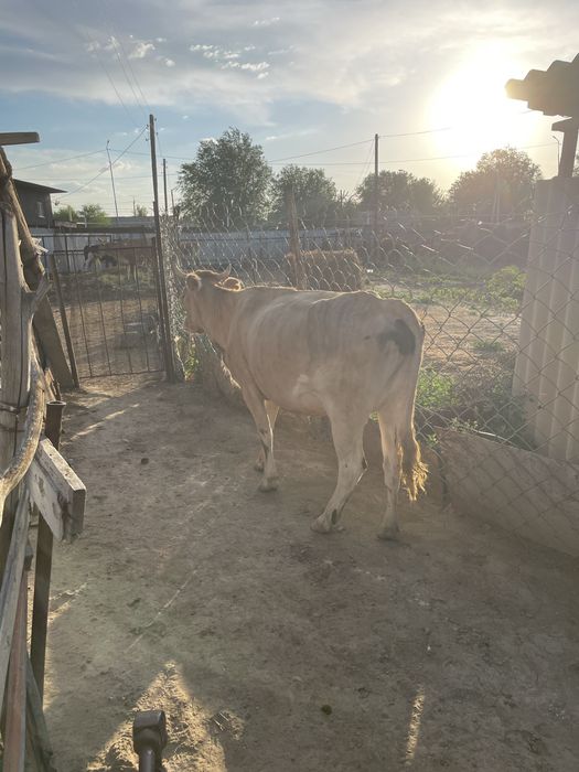 Продам двух коров