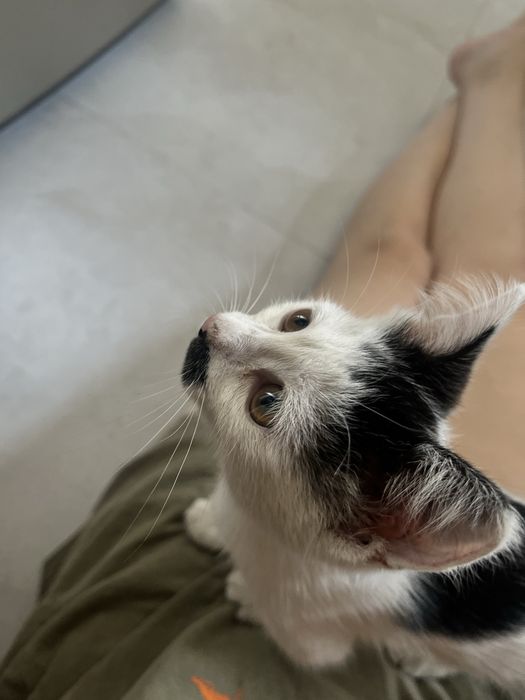 Девочка котенок в добрые руки