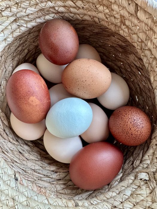 Vand oua bio pentru consum