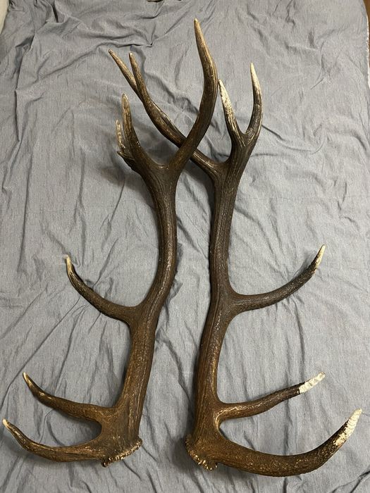 Pereche de coarne de cerb