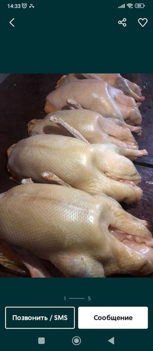 Домашние гуси продам