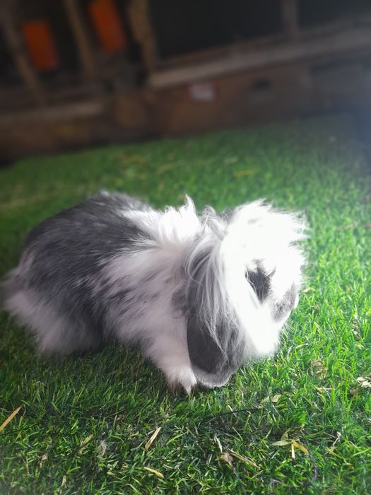 Карлик баран Шеркала аргинал эркаг