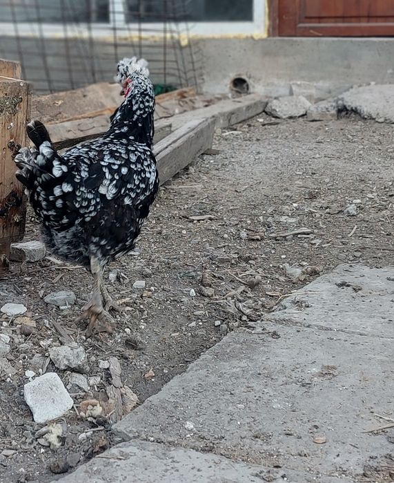 Vând 3 găini sanjak
