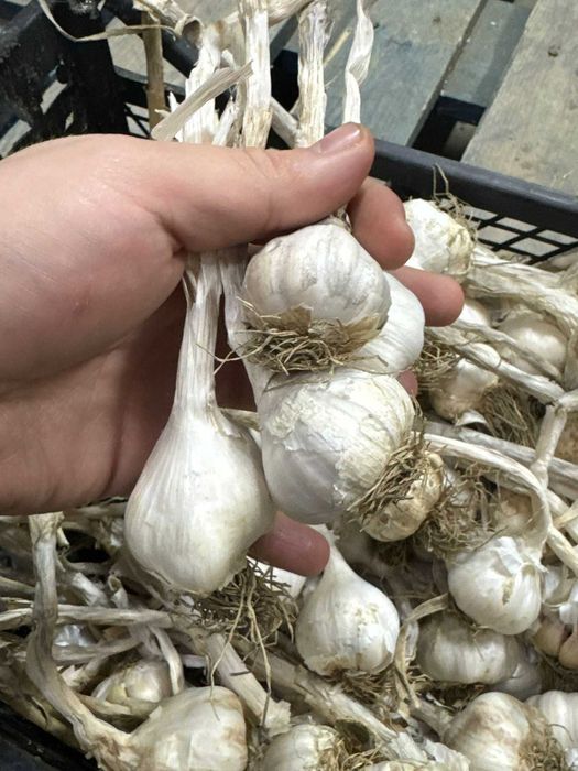 Usturoi Romanesc de primavara