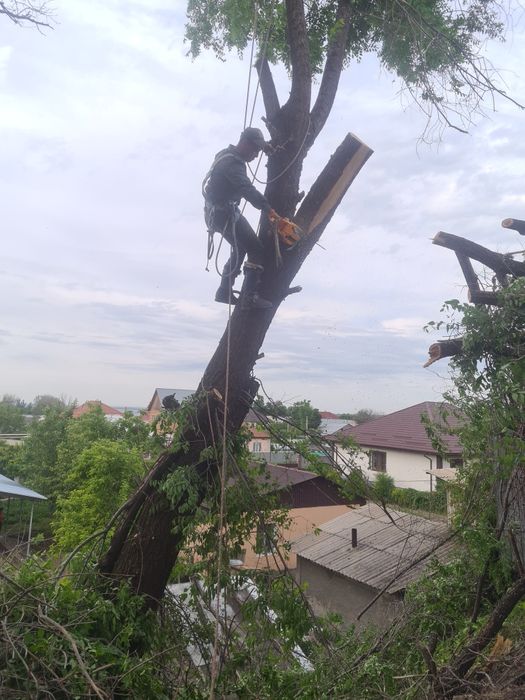 Спил деревев Агаш кесемыз