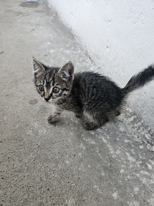 Котята девочка котя