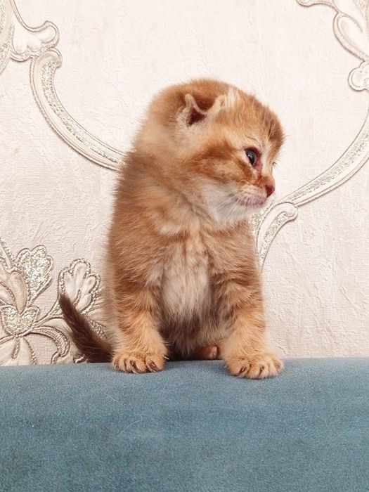 Scottish Fold золотая девочка 5 недель