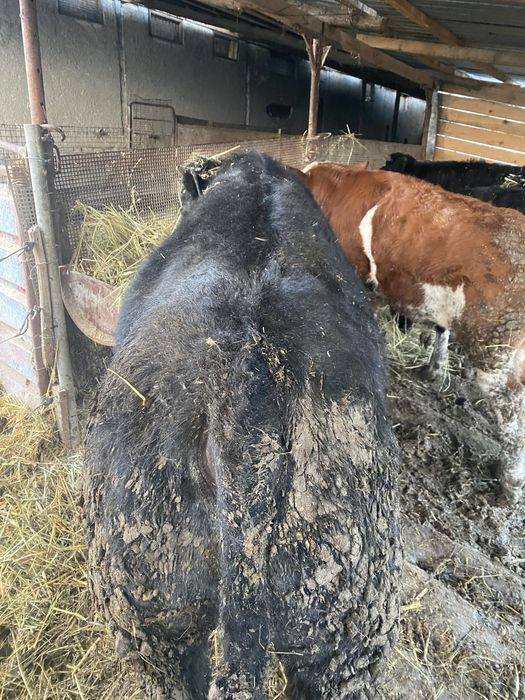 Tauras si vitea.   .