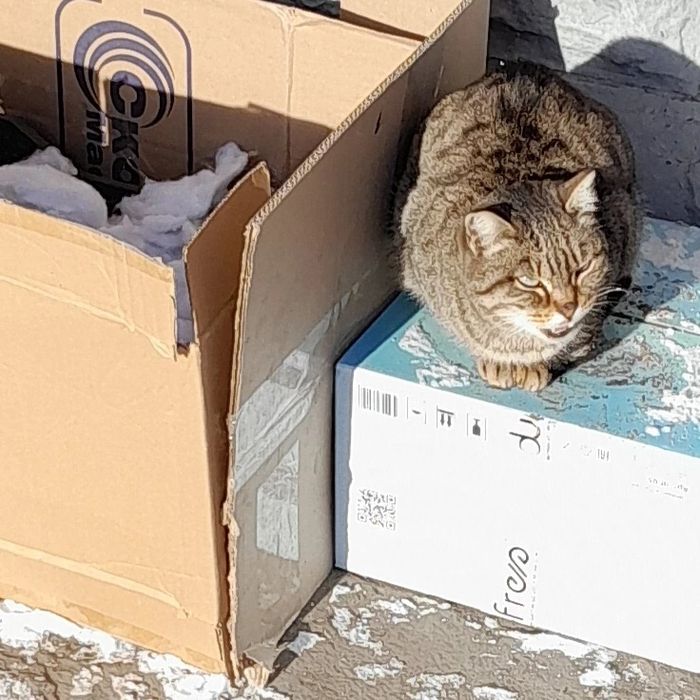 Отдам кошечку в добрые руки