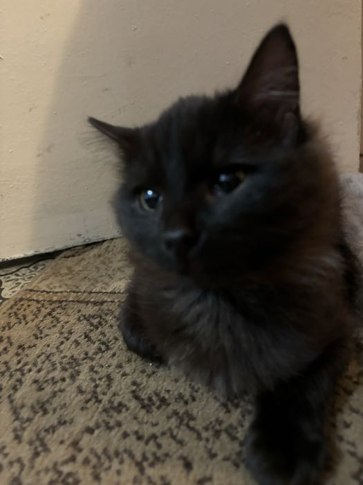 Отдам котенка