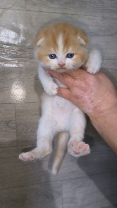 Животные кошки и