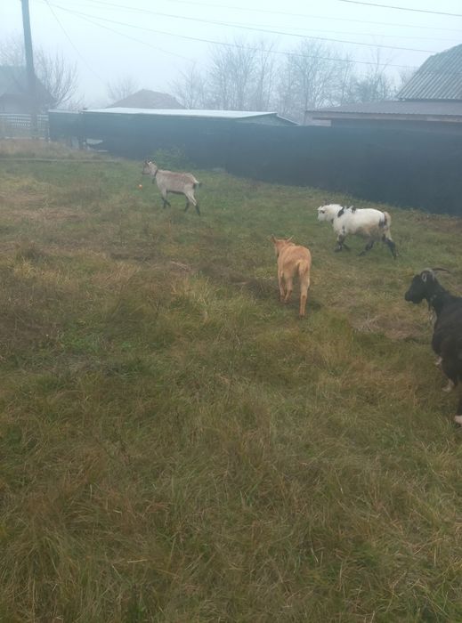 Capre de vânzare urgent