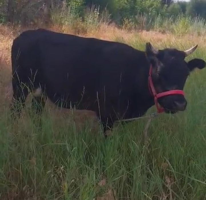 Сиырды бұзау сатамыз Ұрғашы
