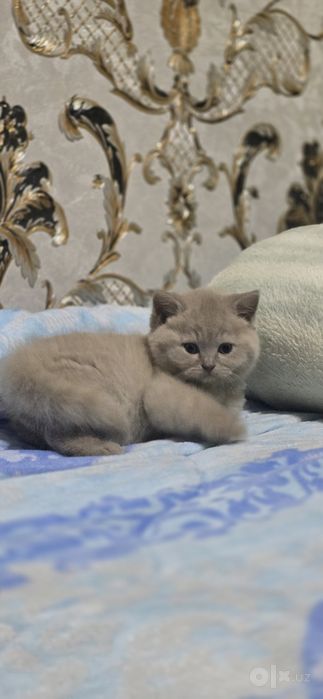 Скоттиш страйт котенки