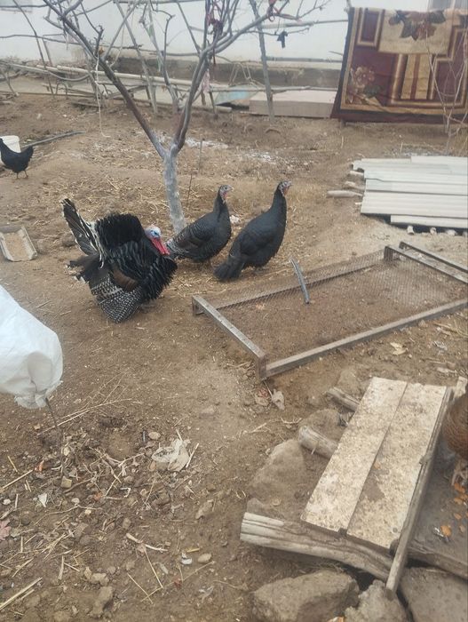 Туйетауық сатылады