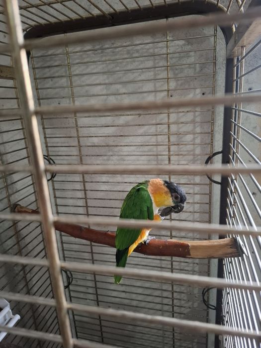 Femelă Caique...