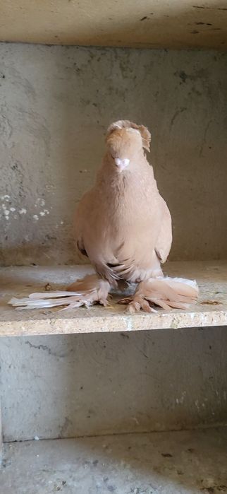 Голуби голубь...