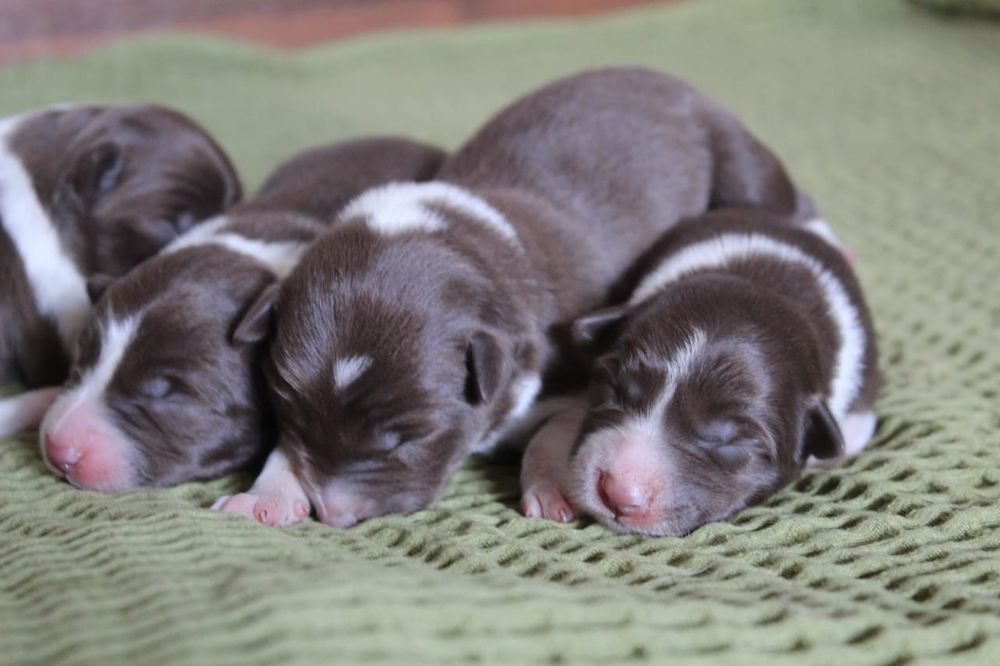 щенки бордер колли