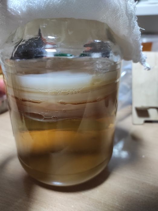 Чайный гриб       .