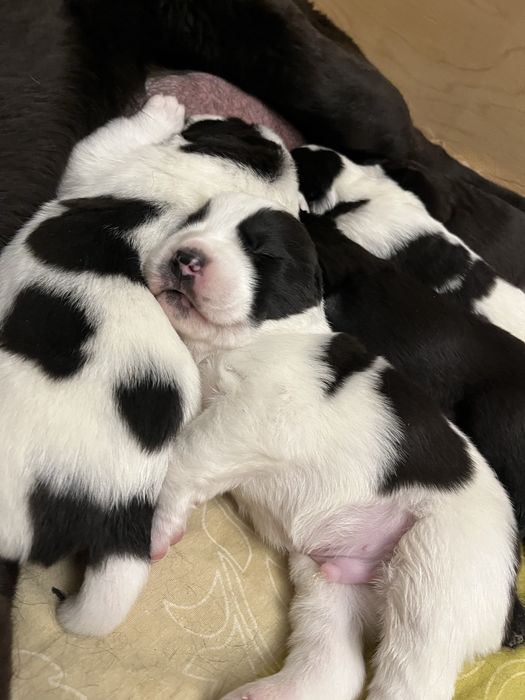 Бронь на щенков САО