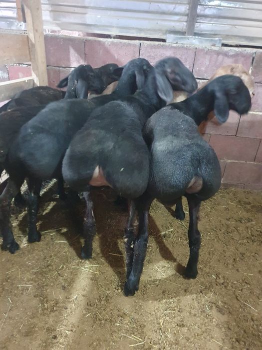 Продам кошкарчиков гиссар