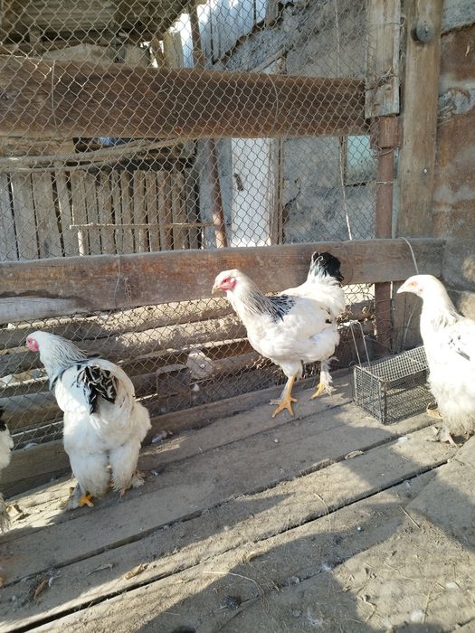 Брама светлая. Петушки